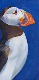 Long Old Puffin